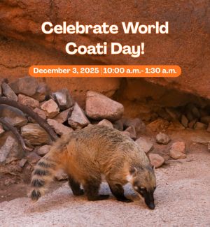 A photo of zucchini the coati in his enclosure.